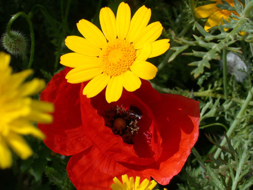 Blumen am Straenrand