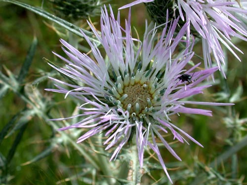 Diesmal eine Distel...