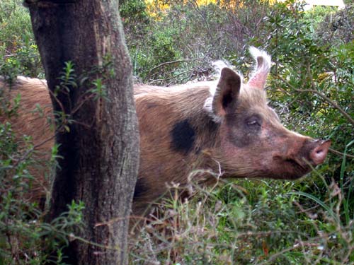 Picknick mit Schwein