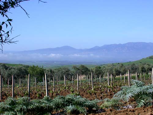 Artischocken, Wein, Oliven, Ebene, Wolken, Berge...