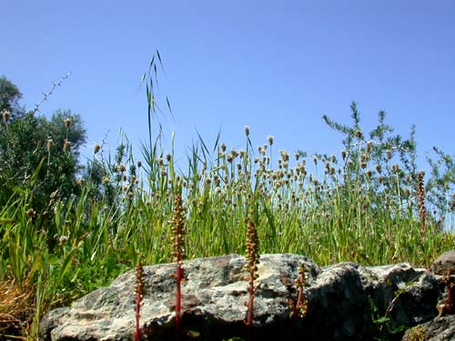 In Serra Orrios